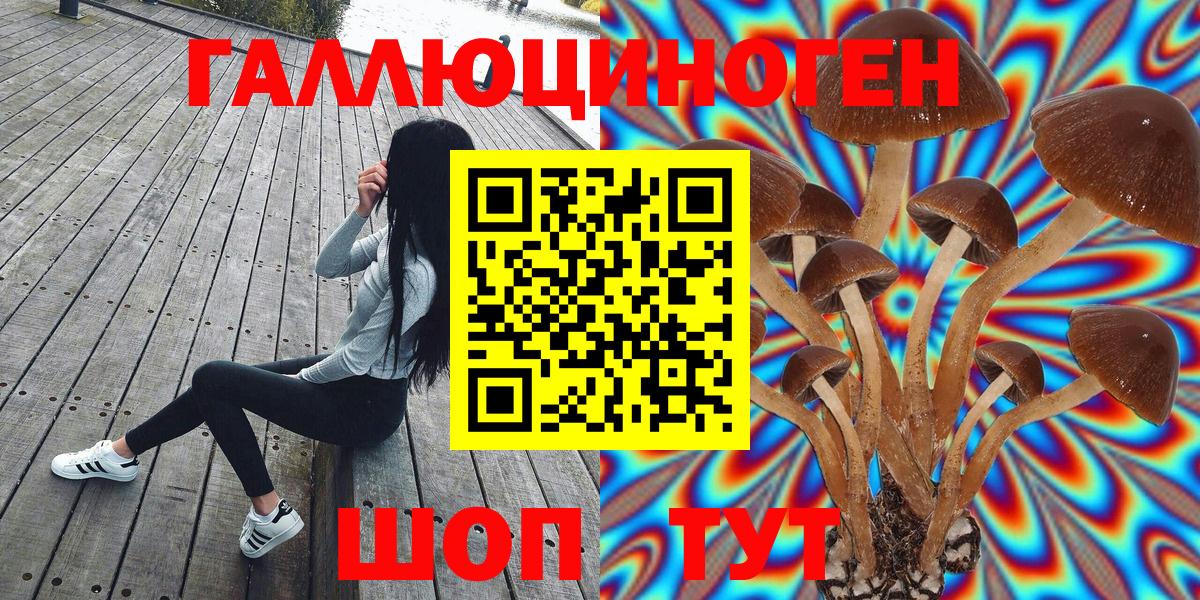 где купить   Псилоцибиновые грибы Cubensis  Вход с VPN  Большой Камень 